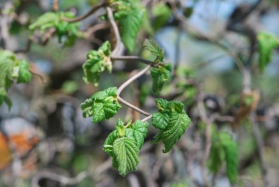 Corylus avellana 'Contorta' - líska obecná 'Contorta' - jarní větévka